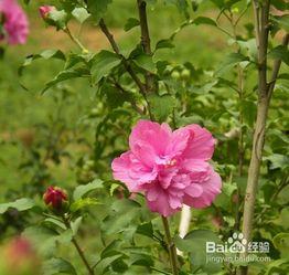 木槿花修剪方法的视频