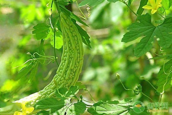 苦瓜幼苗嫁接视频,苦瓜幼苗嫁接技术实操视频解析